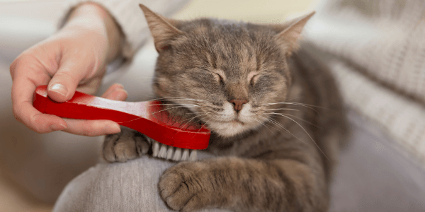 Brushing long sale hair cat